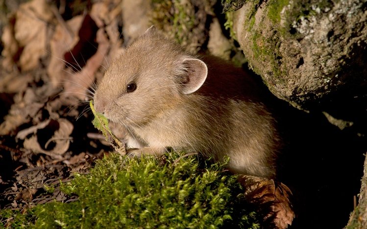 Mouse Theme screenshot #17