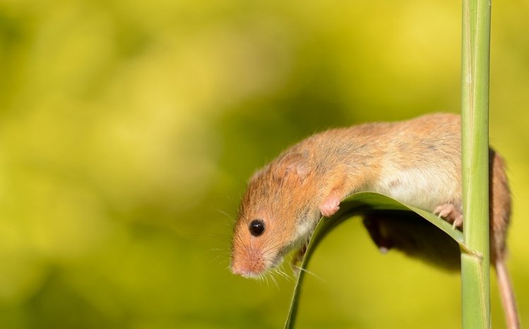 Mouse Theme screenshot #21