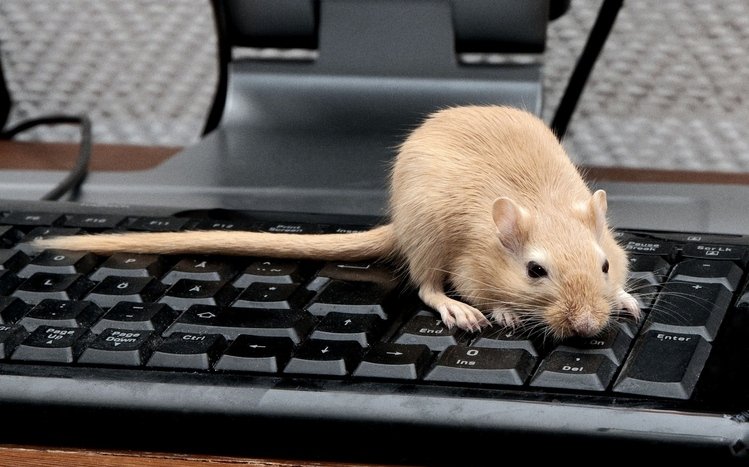 Mouse Theme screenshot #3