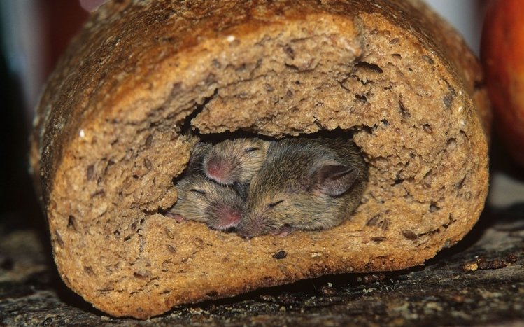 Mouse Theme screenshot #7