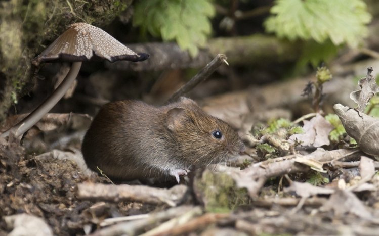 Mouse Theme screenshot #9