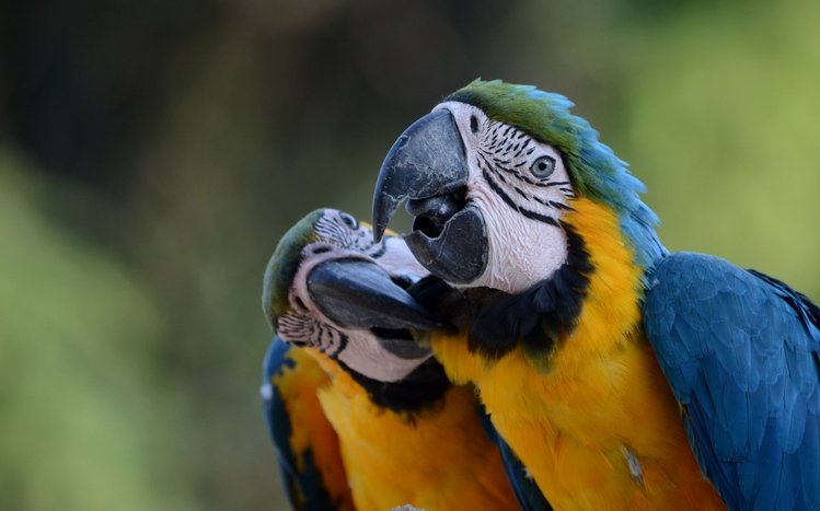 Blue And Yellow Macaw Theme screenshot #10