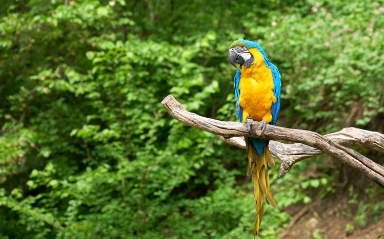 Blue And Yellow Macaw Theme screenshot #12