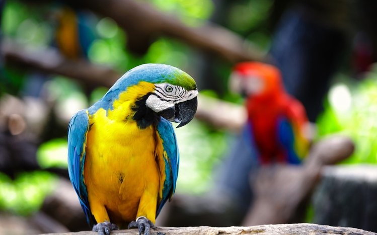 Blue And Yellow Macaw Theme screenshot #13