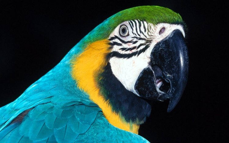 Blue And Yellow Macaw Theme screenshot #15