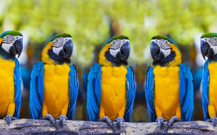 Blue And Yellow Macaw Theme screenshot #19