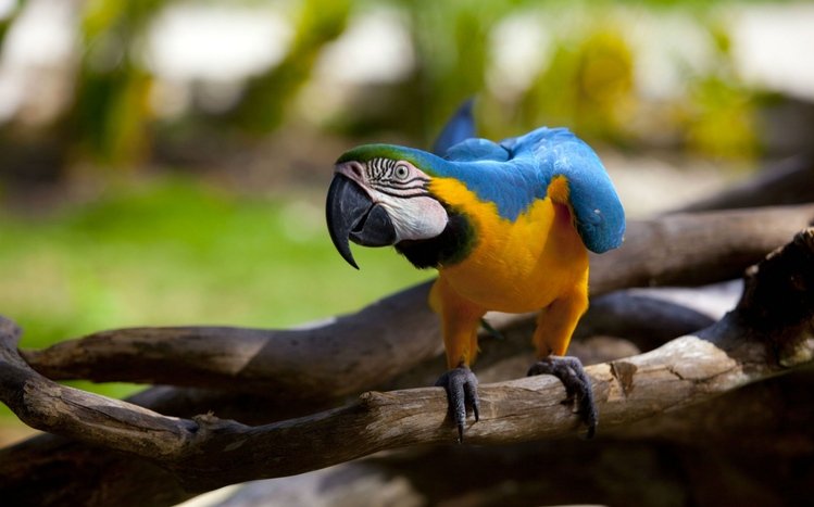 Blue And Yellow Macaw Theme screenshot #2