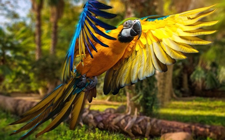 Blue And Yellow Macaw Theme screenshot #20