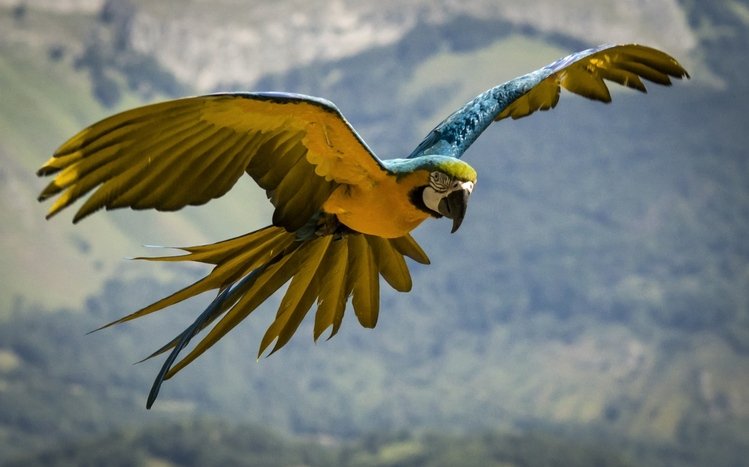 Blue And Yellow Macaw Theme screenshot #22