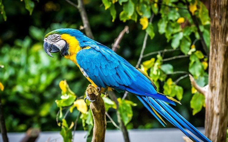 Blue And Yellow Macaw Theme screenshot #23