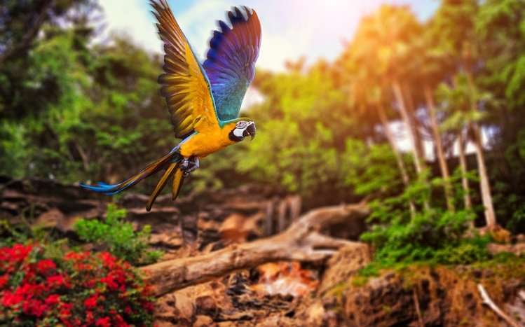 Blue And Yellow Macaw Theme screenshot #24