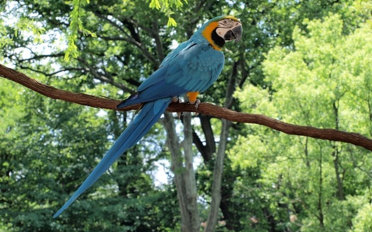 Blue And Yellow Macaw Theme screenshot #4