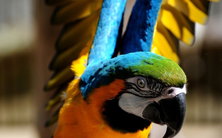 Blue And Yellow Macaw Theme screenshot #7