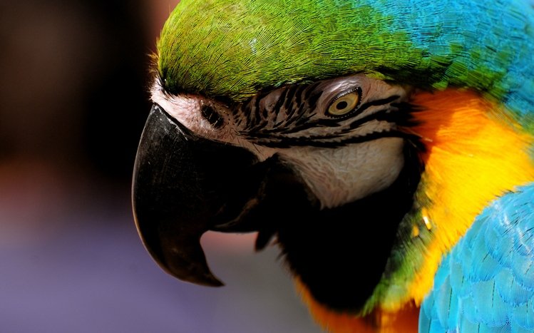 Blue And Yellow Macaw Theme screenshot #8
