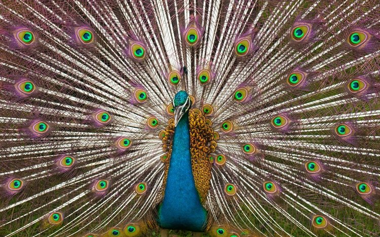 Peacock Theme screenshot #18