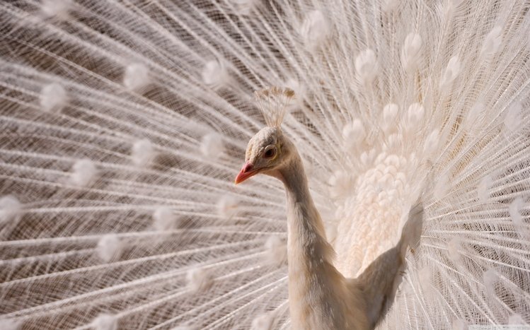 Peacock Theme screenshot #22