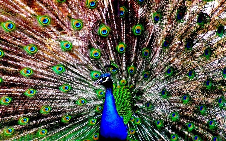 Peacock Theme screenshot #7