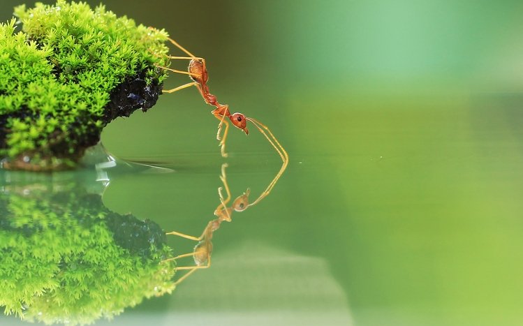 Ant Theme screenshot #12