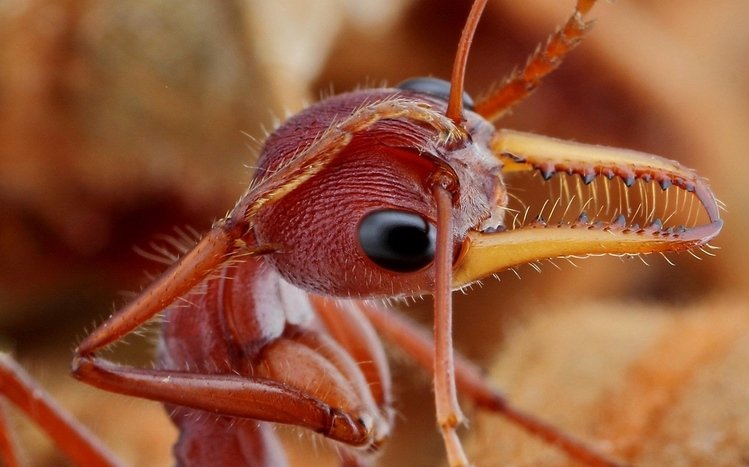 Ant Theme screenshot #20