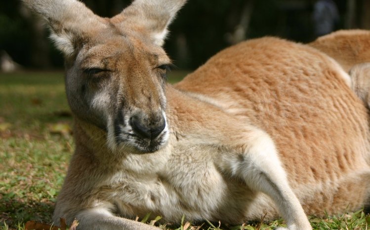 Kangaroo Theme screenshot #1