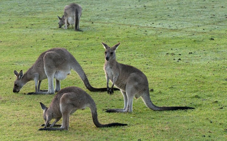 Kangaroo Theme screenshot #21