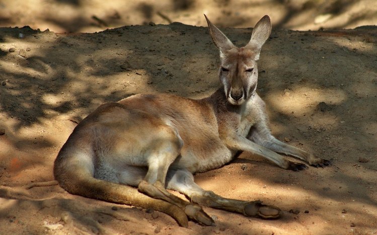 Kangaroo Theme screenshot #7