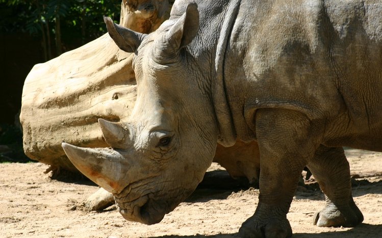 Rhino Theme screenshot #18