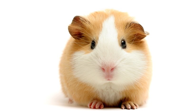 Guinea Pig Theme screenshot #1