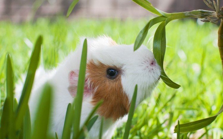 Guinea Pig Theme screenshot #17