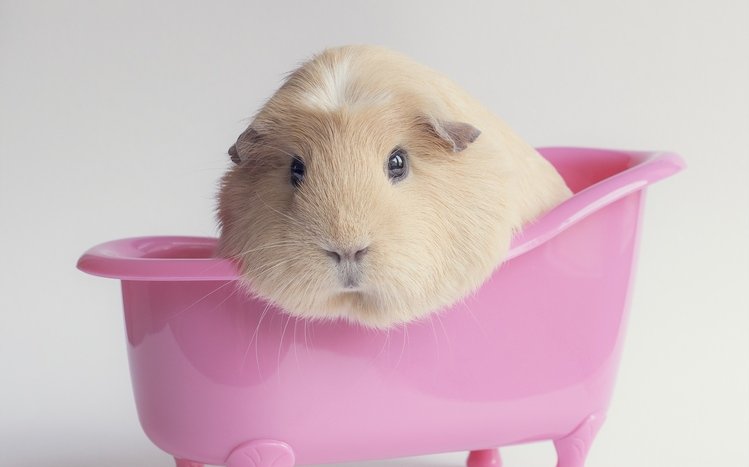 Guinea Pig Theme screenshot #19