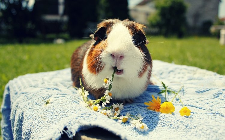 Guinea Pig Theme screenshot #21
