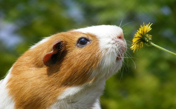 Guinea Pig Theme screenshot #23