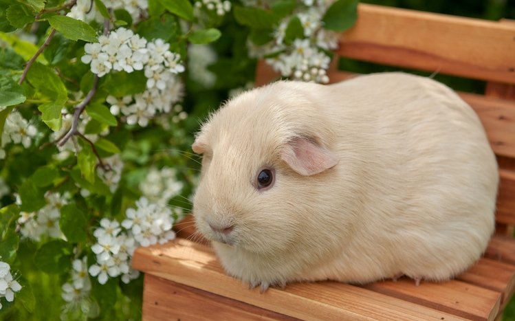 Guinea Pig Theme screenshot #9