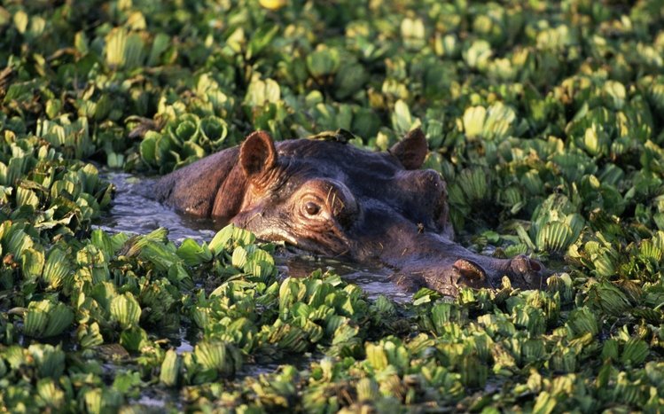 Hippo Theme screenshot #14