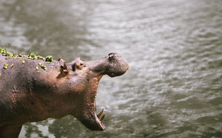 Hippo Theme screenshot #16