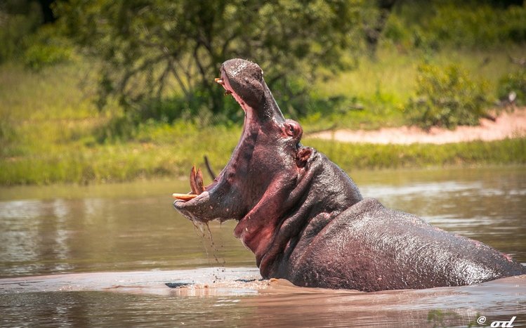 Hippo Theme screenshot #6