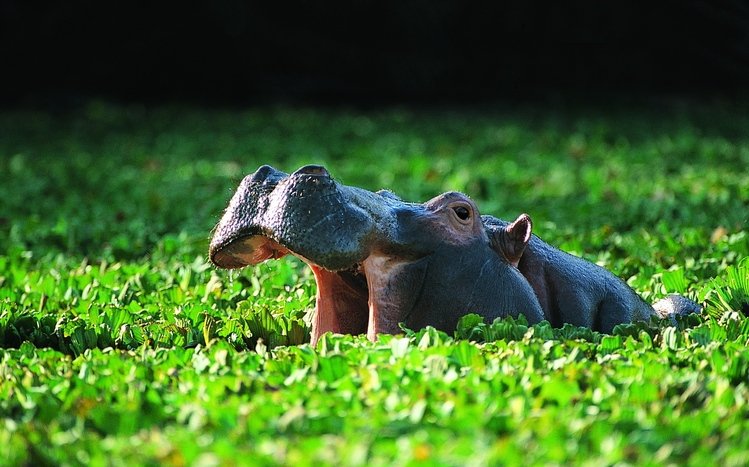 Hippo Theme screenshot #9