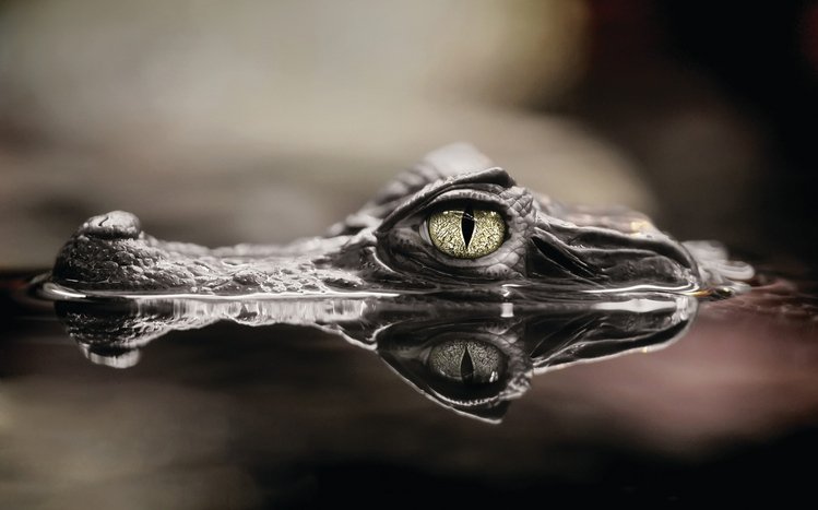 Crocodile Theme screenshot #10