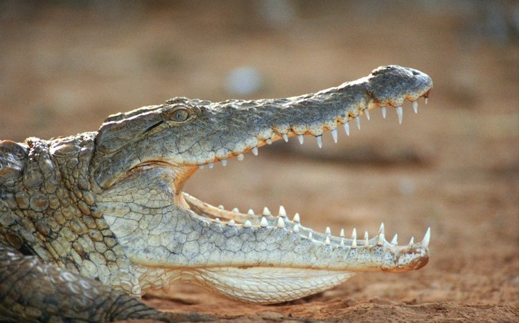 Crocodile Theme screenshot #2