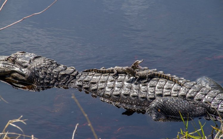 Crocodile Theme screenshot #8