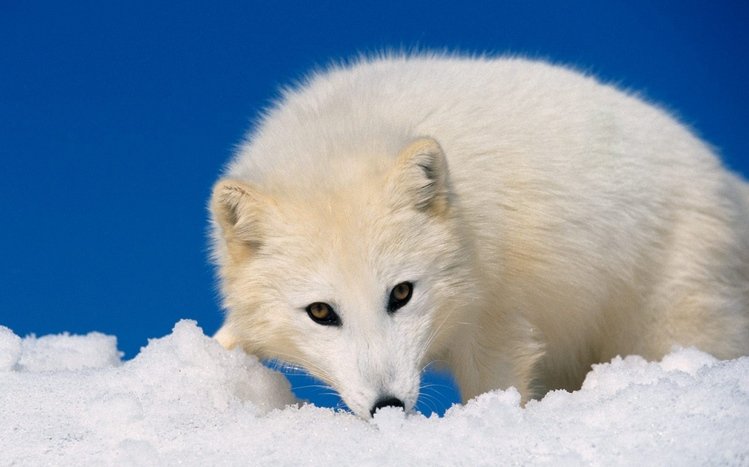 Arctic Fox Theme screenshot #10