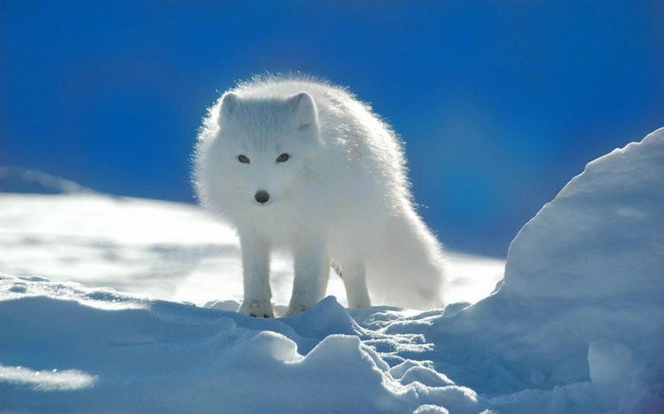Arctic Fox Theme screenshot #11