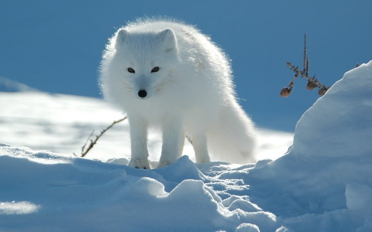 Arctic Fox Theme screenshot #12