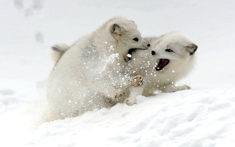Arctic Fox Theme screenshot #15