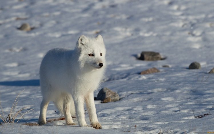 Arctic Fox Theme screenshot #16