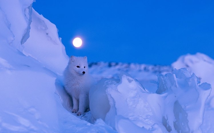 Arctic Fox Theme screenshot #17