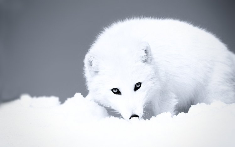 Arctic Fox Theme screenshot #2