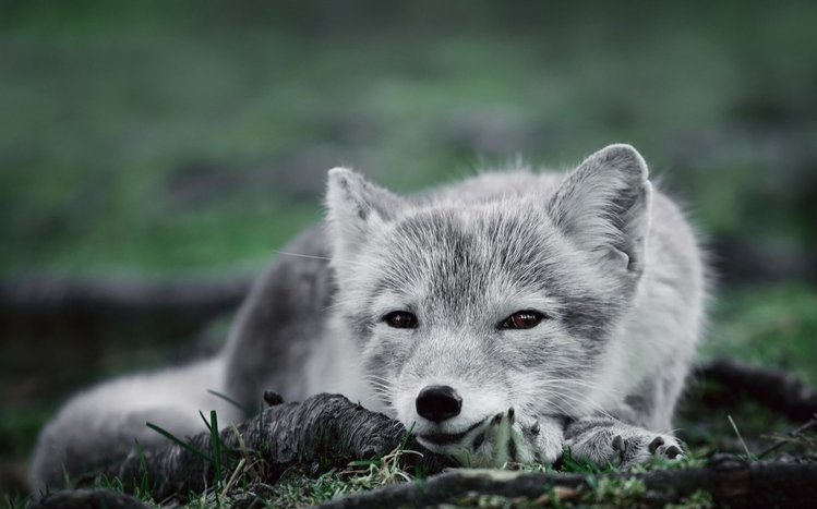Arctic Fox Theme screenshot #22