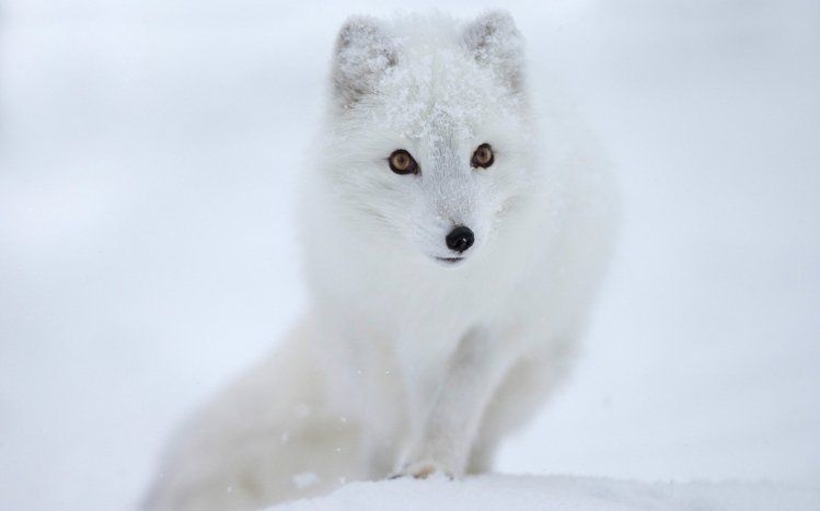 Arctic Fox Theme screenshot #7