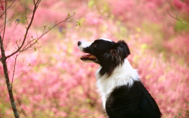 Border Collie Theme screenshot #13